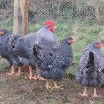 chickens-064