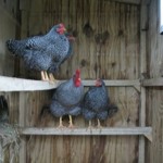 chickens-088
