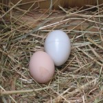 chickens-0971
