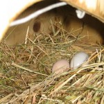 chickens-104