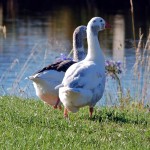 Geese Geese