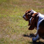 Bassets off