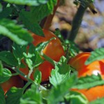 Red Tomatoes