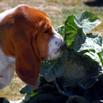 fortnum-sniffing-cauliflowe fortnum-sniffing-cauliflowe