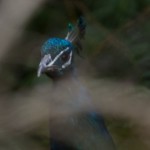 Peacock Peacock