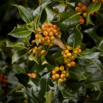 Holly
