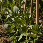 Broad beans