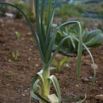 Leek Leek