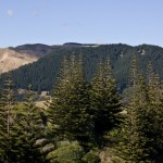 Pines Pines