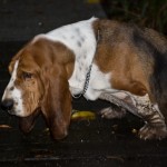 Basset in a bind