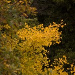 Yellow flash Yellow flash