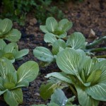 Bok Choi