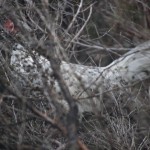 Chicken roosting Chicken roosting