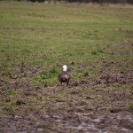Duck and mud