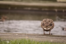 Lessons in photography: ducks in the park