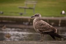 What happens when you just point and shoot: a photo study of gulls