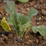 Savoy Cabbage Savoy Cabbage