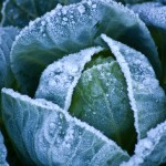 Frosty cabbage Frosty cabbage
