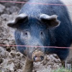 Pig neighbour Pig neighbour