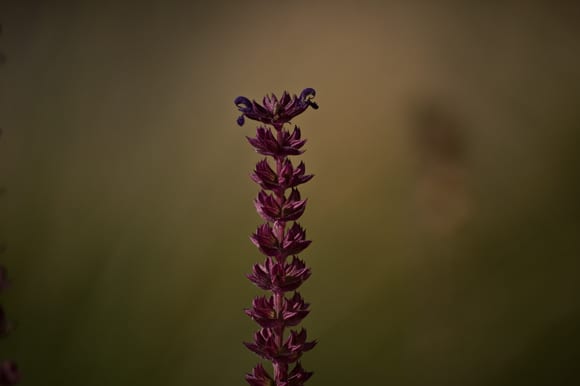 Lone flower Lone flower