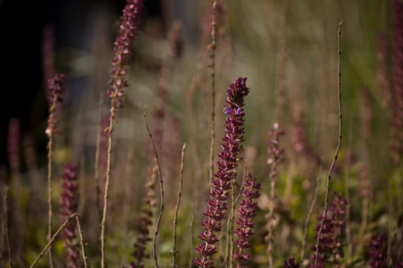 Ornamental sage Ornamental sage