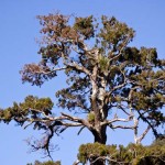 Kaitoke Trees Kaitoke Trees