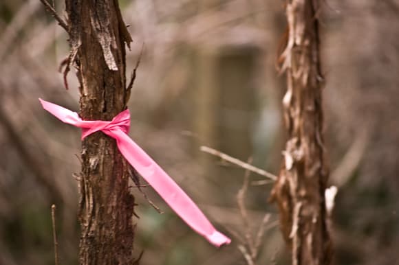 Pink ribbons and possums – Domestic Executive