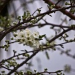 White Blossom White Blossom