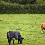 Cows Cows