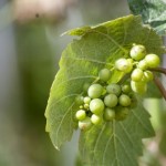 Grapes Grapes