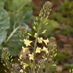 Gone to seed