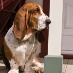 Basset patrol