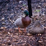 Ducks at home Ducks at home