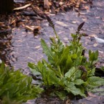 Flower bed floods Flower bed floods