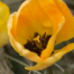 Yellow tulips Yellow tulips