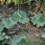 Rhubarb Rhubarb