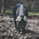 She pig She pig