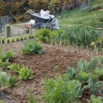 Cleaned up potager Cleaned up potager