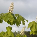 Horse Chestnut Horse Chestnut