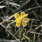 Frozen buttercups Frozen buttercups