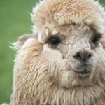 Alpaca
