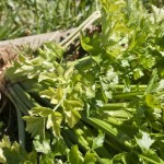 Celery