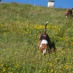 Bassets on the bank
