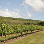 Vineyard views