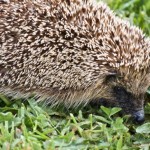 Hedgehog2