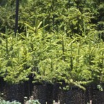 Christmas Trees Christmas Trees
