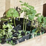 Cold Frame Plants