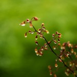 Raindrops