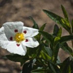 Rock Rose
