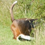 Foraging